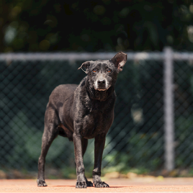 新北市板橋區公立動物之家,編號:35369, 混種犬          