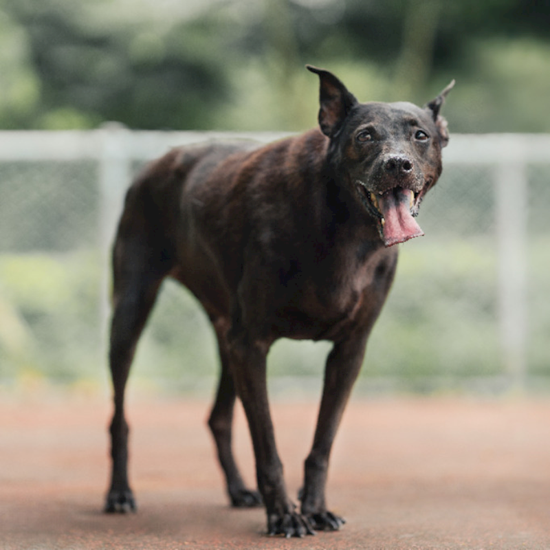新北市板橋區公立動物之家,編號:244527, 混種犬          