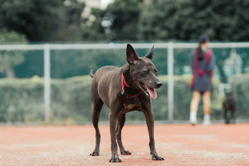 新北市板橋區公立動物之家,編號:76447, 混種犬          