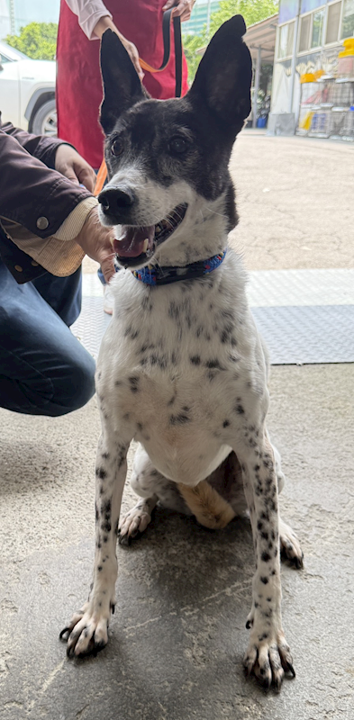 新北市板橋區公立動物之家,編號:452474, 混種犬          