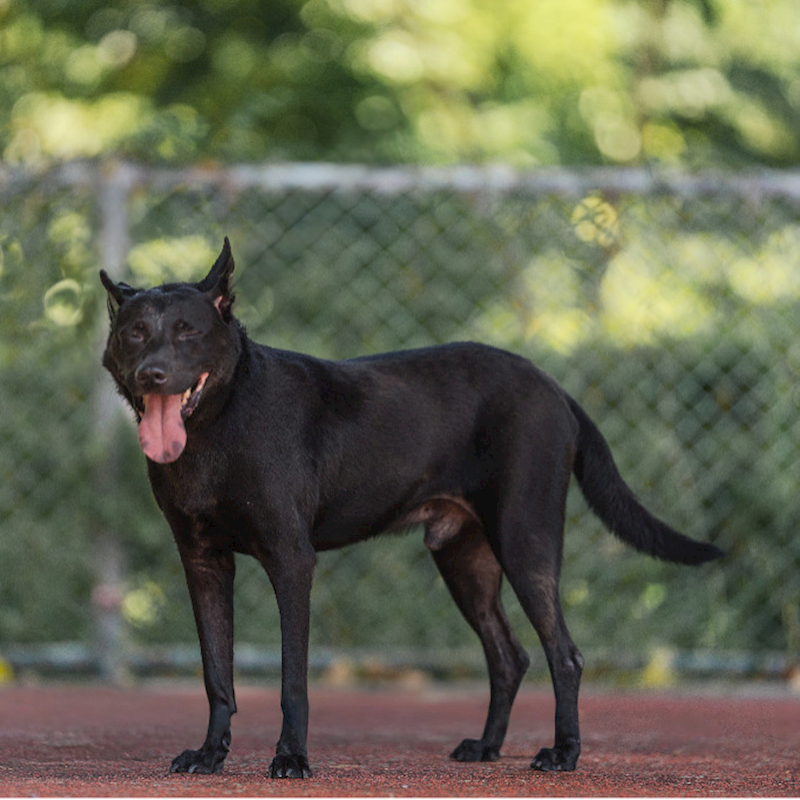 新北市板橋區公立動物之家,編號:252375, 台灣犬