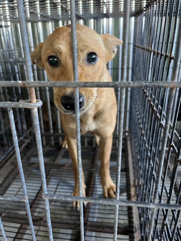 彰化縣流浪狗中途之家臨時收容所,編號:460308, 混種犬          