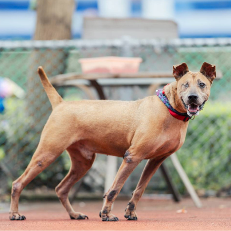 新北市板橋區公立動物之家,編號:215554, 混種犬          