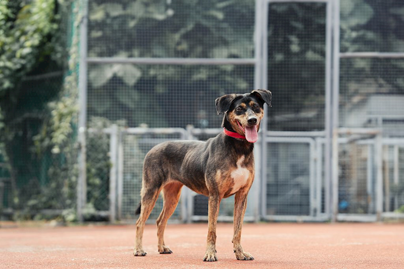 新北市板橋區公立動物之家,編號:123052, 混種犬          