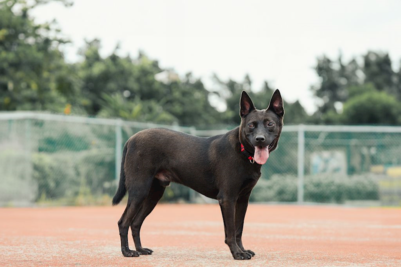 新北市板橋區公立動物之家,編號:112229, 混種犬          