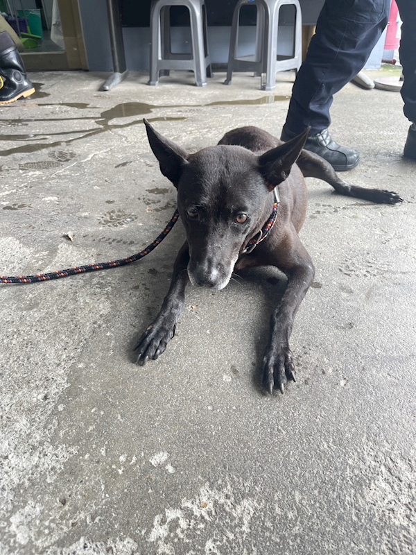 新北市板橋區公立動物之家,編號:324119, 混種犬          