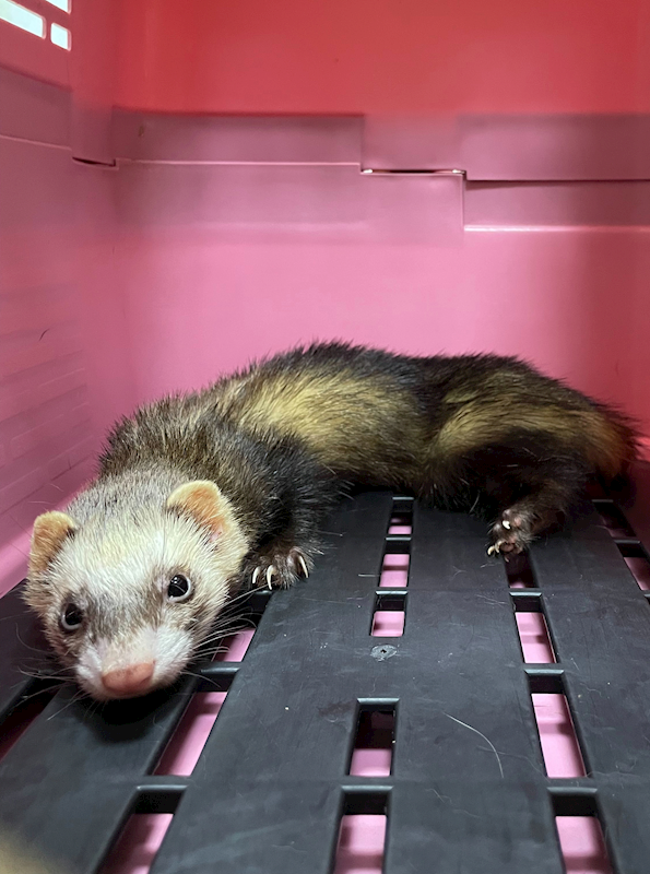 嘉義市動物保護教育園區,編號:458982, 貂