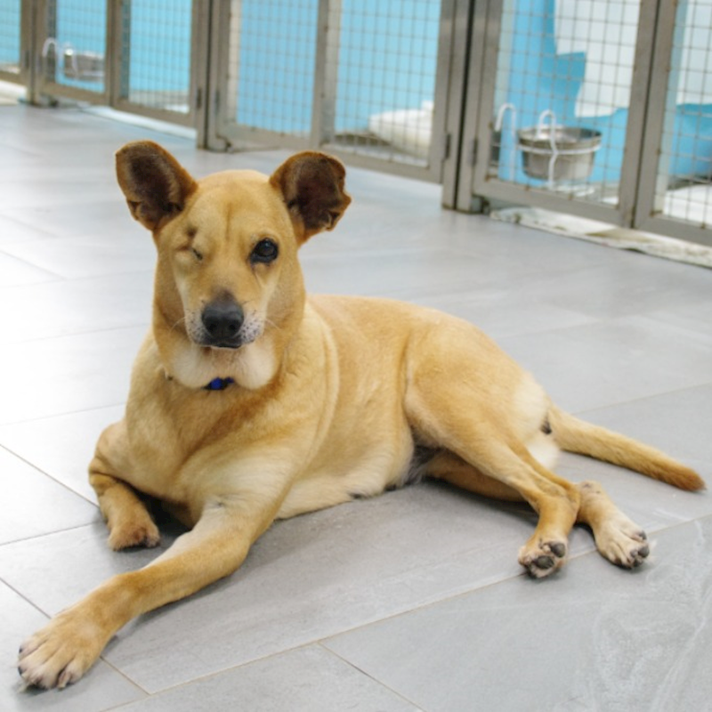 新北市中和區公立動物之家,編號:460285, 混種犬          