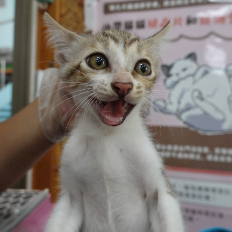 臺南市動物之家灣裡站,編號:459395, 混種貓                 