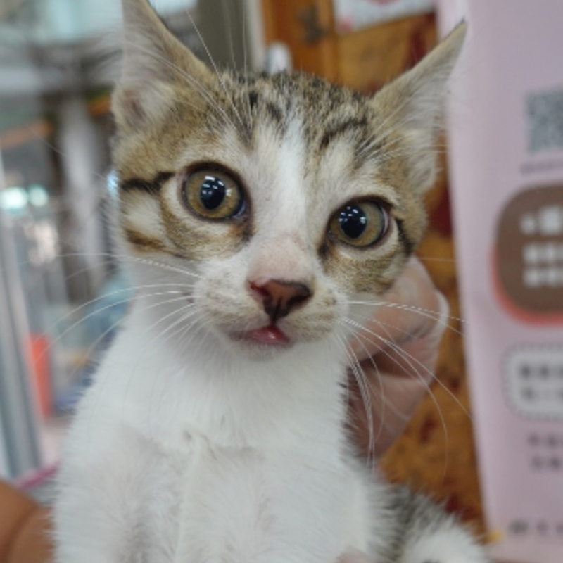 臺南市動物之家灣裡站,編號:459397, 混種貓                 