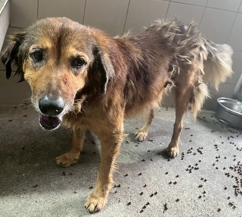 花蓮縣狗貓躍動園區,編號:413185, 混種犬          