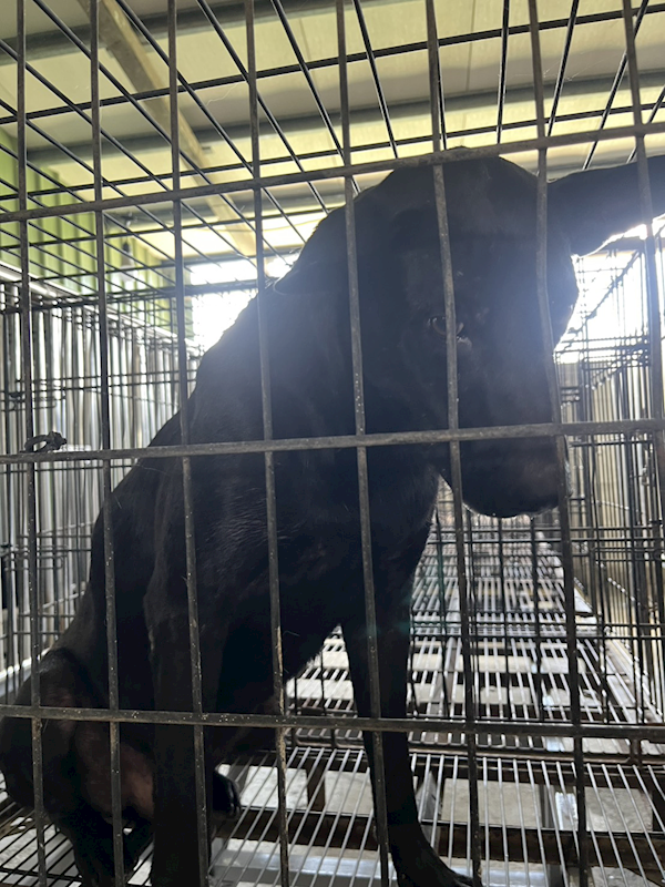 彰化縣流浪狗中途之家臨時收容所,編號:460240, 混種犬          