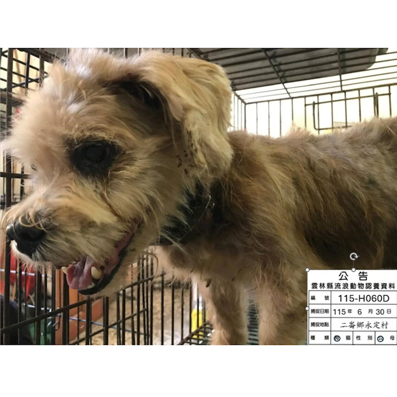 雲林縣流浪動物收容所,編號:460018, 混種犬          