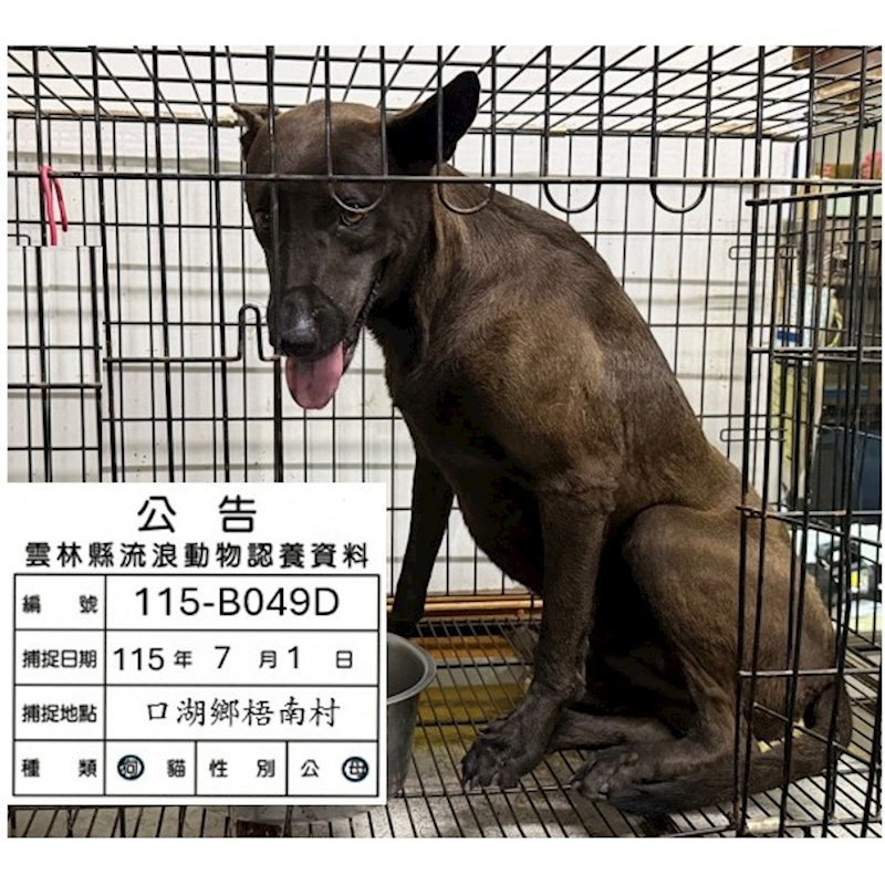 雲林縣流浪動物收容所,編號:460015, 混種犬          