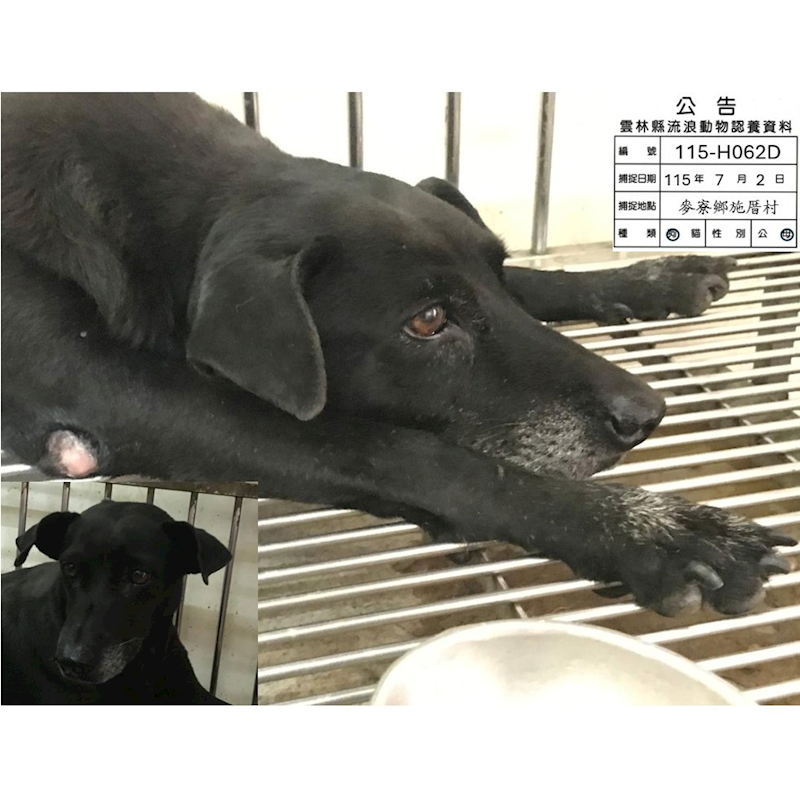 雲林縣流浪動物收容所,編號:460022, 混種犬          