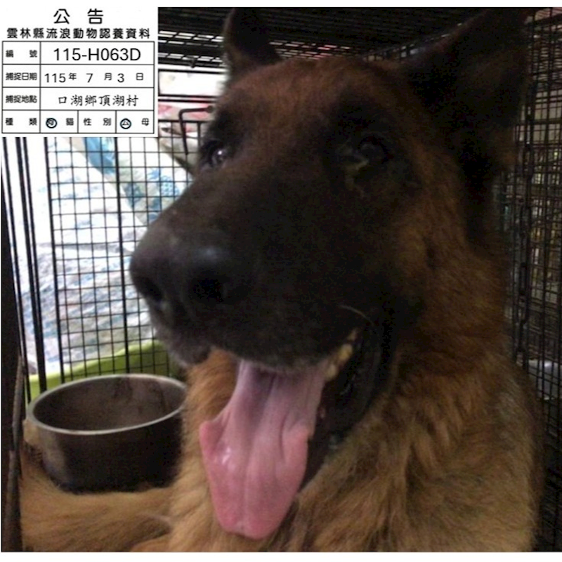 雲林縣流浪動物收容所,編號:460023, 德國狼犬(德國牧羊犬) 