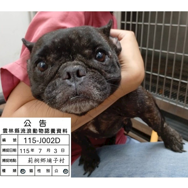 雲林縣流浪動物收容所,編號:460024, 法國鬥牛犬