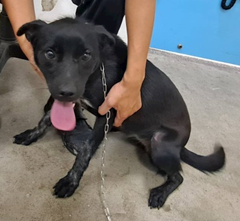 臺中市動物之家后里園區,編號:457154, 混種犬          