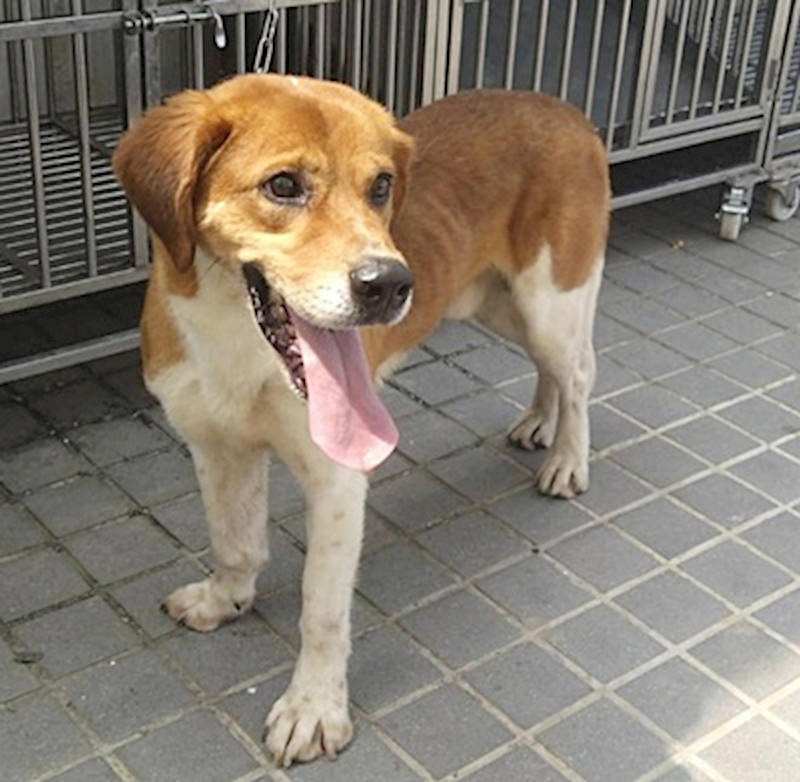 臺中市動物之家后里園區,編號:454198, 混種犬          