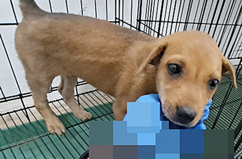 臺中市動物之家后里園區,編號:457525, 混種犬          