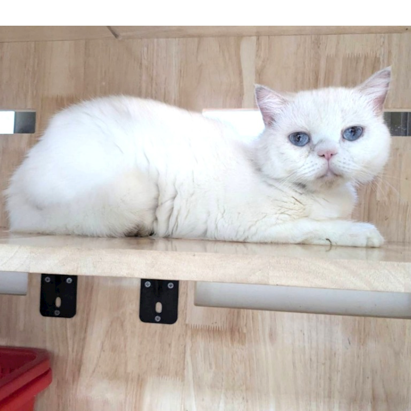 新竹縣動物保護教育園區,編號:451598, 英國短毛貓               