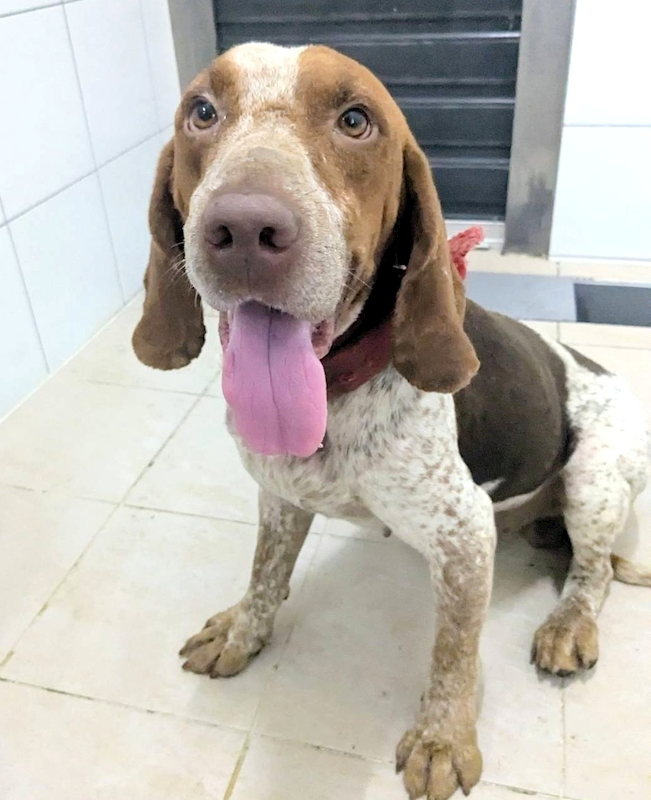 新竹縣動物保護教育園區,編號:458705, 混種犬          