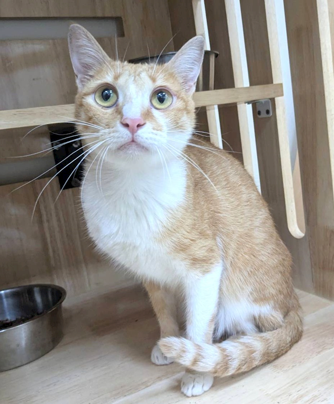 新竹縣動物保護教育園區,編號:451593, 混種貓                 