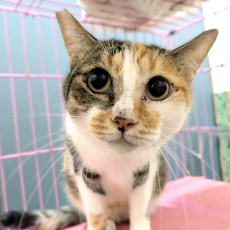 新竹縣動物保護教育園區,編號:451773, 混種貓                 