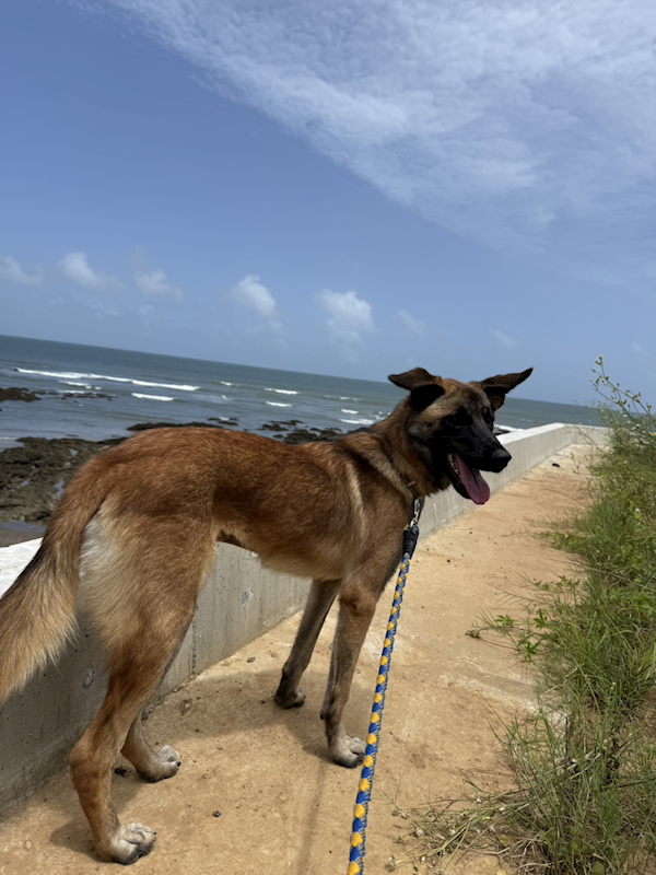 新北市淡水區公立動物之家,編號:460427, 混種犬          