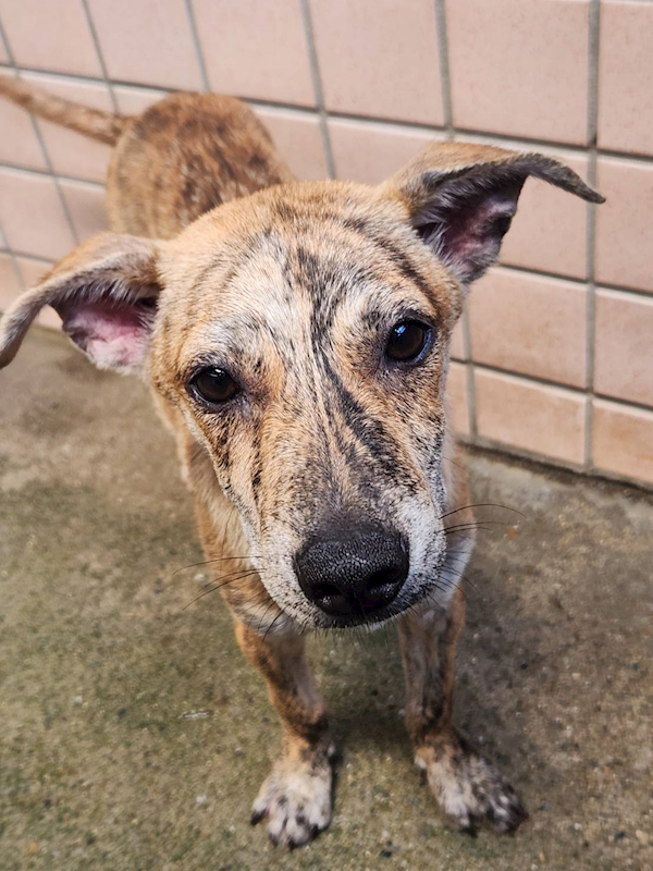 新北市淡水區公立動物之家,編號:460426, 混種犬          
