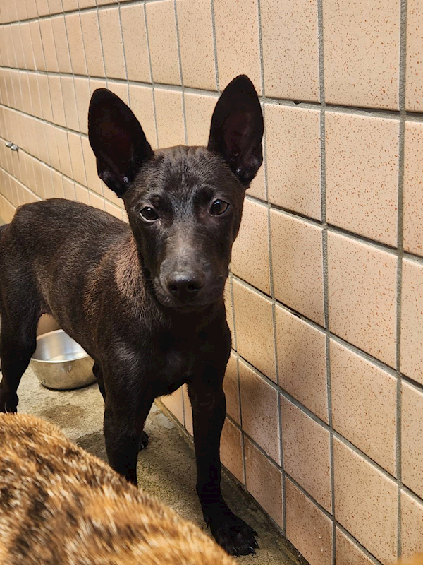 新北市淡水區公立動物之家,編號:460425, 混種犬          