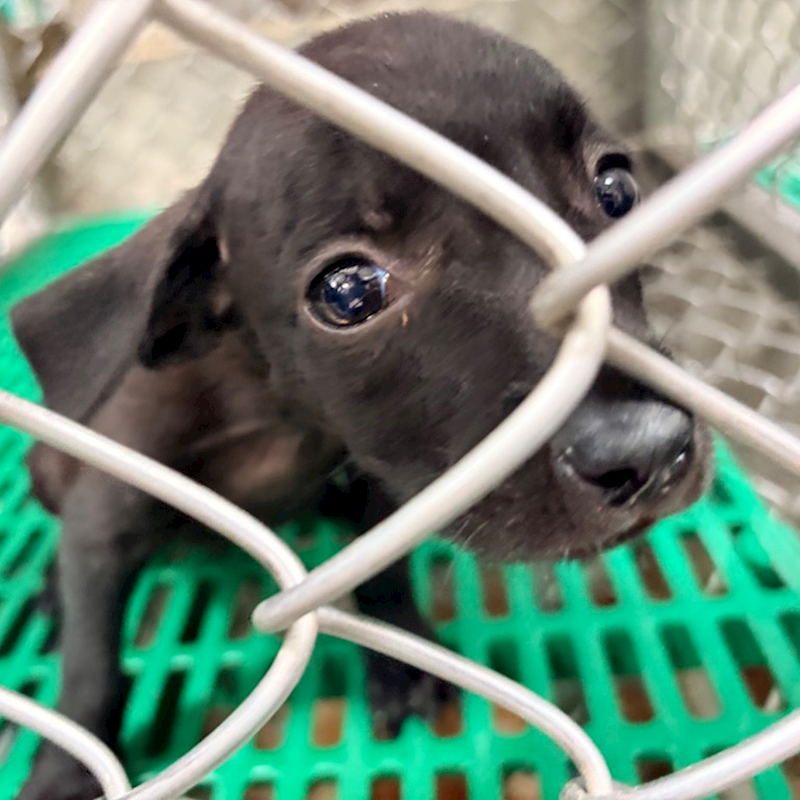 臺東縣動物收容中心,編號:460443, 混種犬          