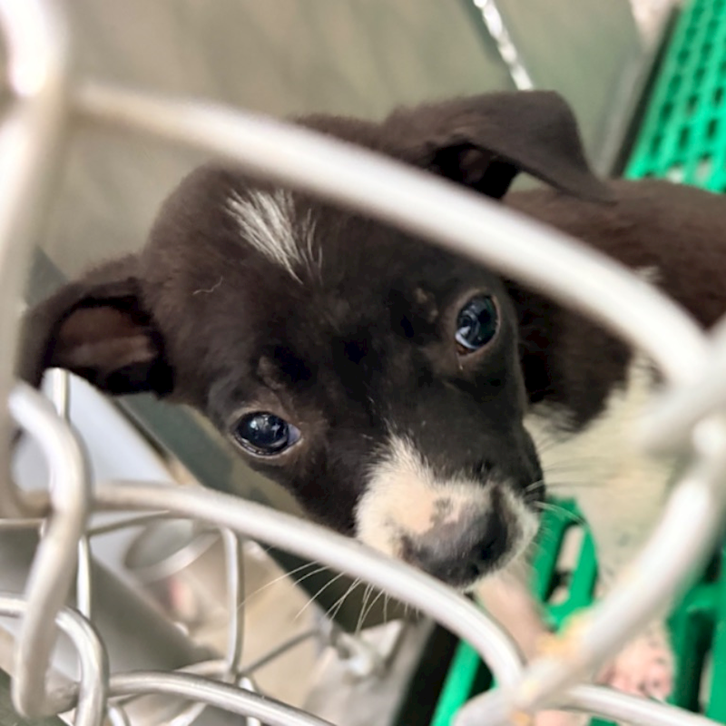 臺東縣動物收容中心,編號:460441, 混種犬          