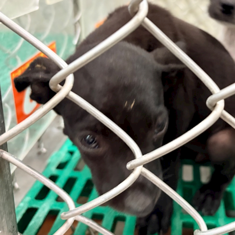 臺東縣動物收容中心,編號:460440, 混種犬          