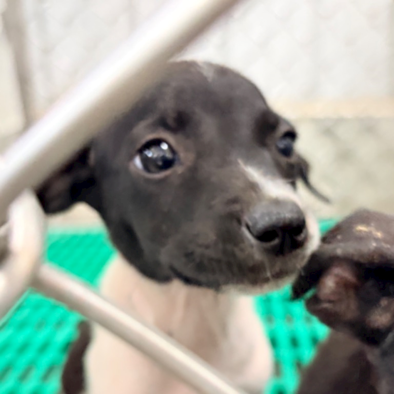 臺東縣動物收容中心,編號:460438, 混種犬          
