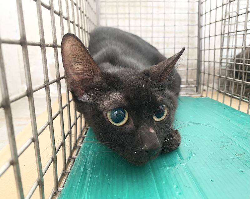 臺北市動物之家,編號:459156, 混種貓                 