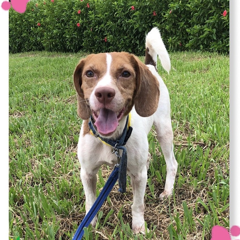 臺北市動物之家,編號:315345, 混種犬          