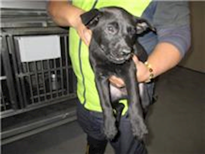桃園市動物保護教育園區,編號:82154, 混種犬          