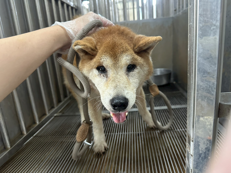桃園市動物保護教育園區,編號:457549, 柴犬                  
