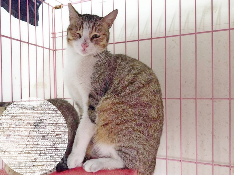 臺北市動物之家,編號:460472, 混種貓                 