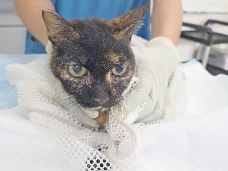 臺北市動物之家,編號:460471, 混種貓                 
