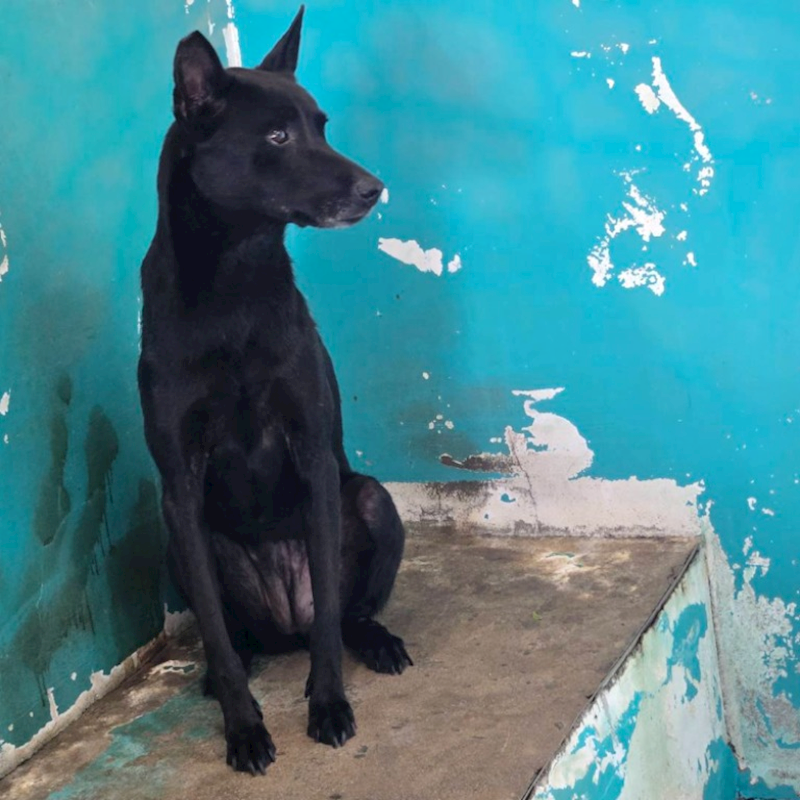 新竹市動物保護教育園區,編號:201936, 混種犬          
