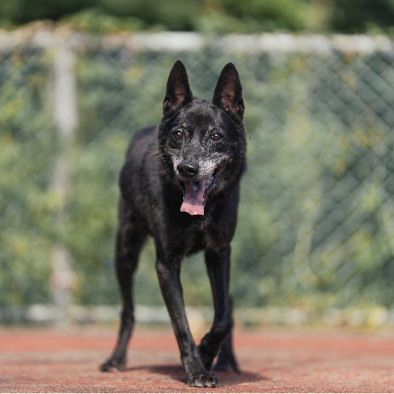 新北市板橋區公立動物之家,編號:347925, 混種犬          