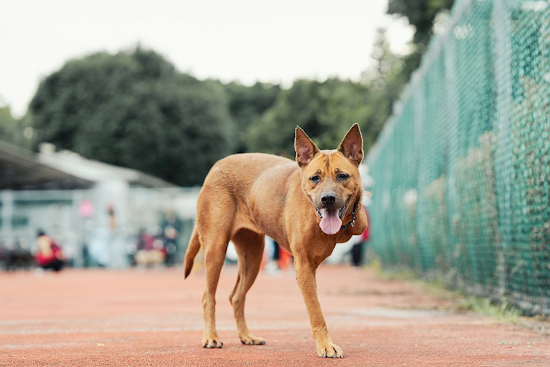 新北市板橋區公立動物之家,編號:323337, 混種犬          