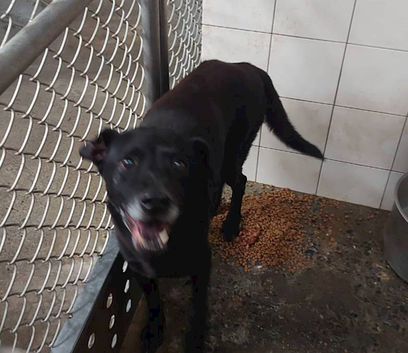 新北市板橋區公立動物之家,編號:352582, 混種犬          