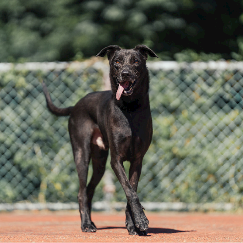 新北市板橋區公立動物之家,編號:205490, 混種犬          