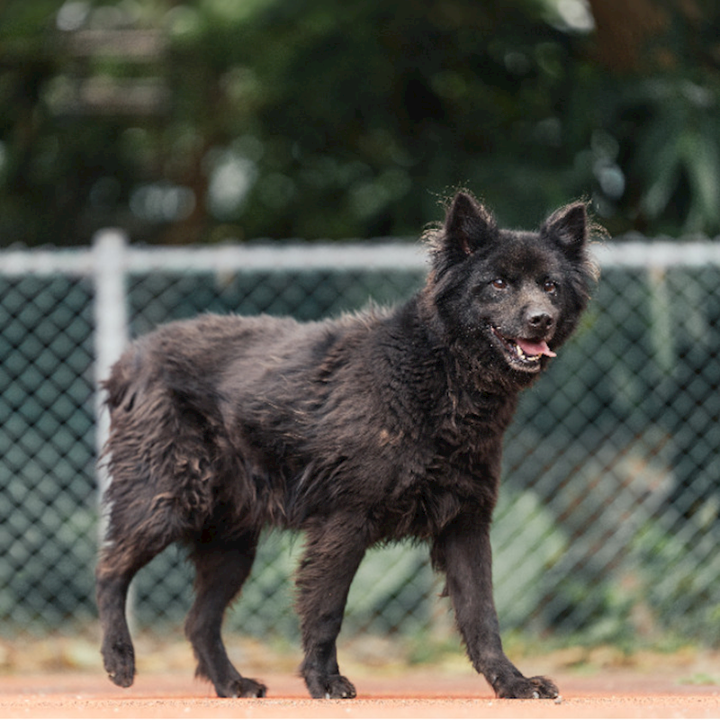 新北市板橋區公立動物之家,編號:35411, 混種犬          