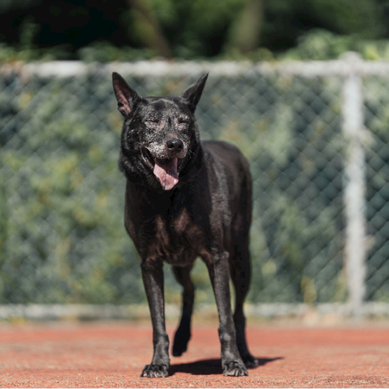 新北市板橋區公立動物之家,編號:35399, 混種犬          