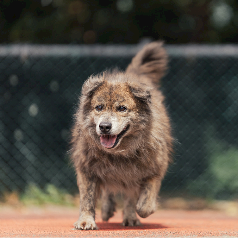 新北市板橋區公立動物之家,編號:35417, 混種犬          