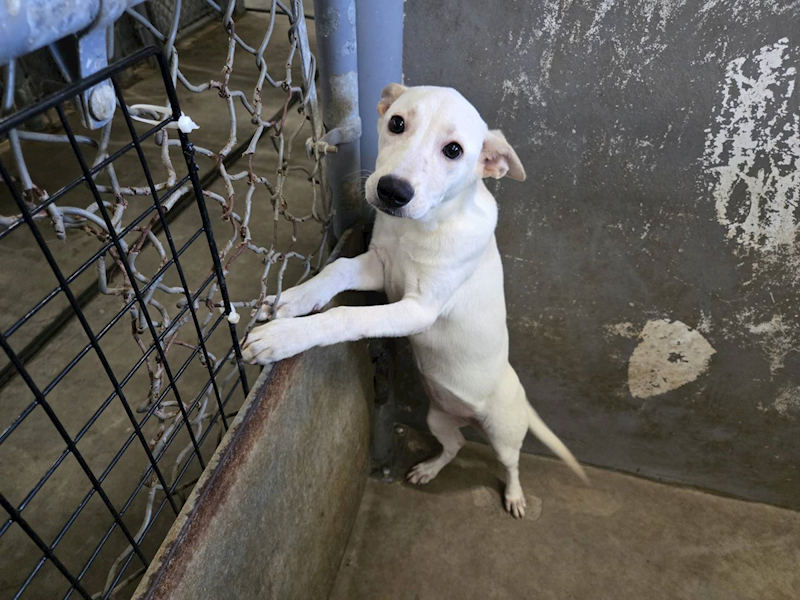 新竹市動物保護教育園區,編號:459099, 混種犬          